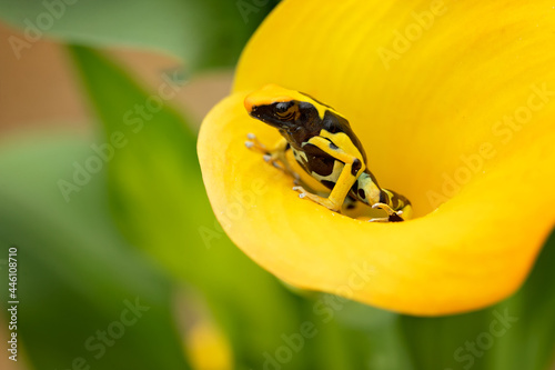 The dyeing dart frog, dyeing poison dart frog, tinc (a nickname given by those in the hobby of keeping dart frogs), or dyeing poison frog (Dendrobates tinctorius) is a species of poison dart frog photo
