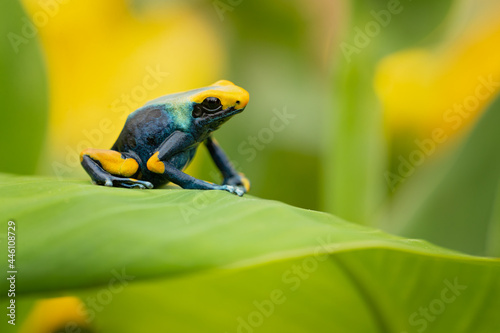 The dyeing dart frog, dyeing poison dart frog, tinc (a nickname given by those in the hobby of keeping dart frogs), or dyeing poison frog (Dendrobates tinctorius) is a species of poison dart frog photo