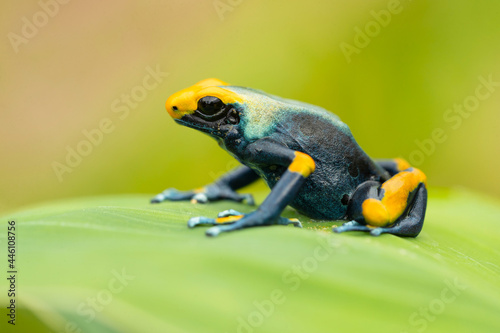 The dyeing dart frog, dyeing poison dart frog, tinc (a nickname given by those in the hobby of keeping dart frogs), or dyeing poison frog (Dendrobates tinctorius) is a species of poison dart frog