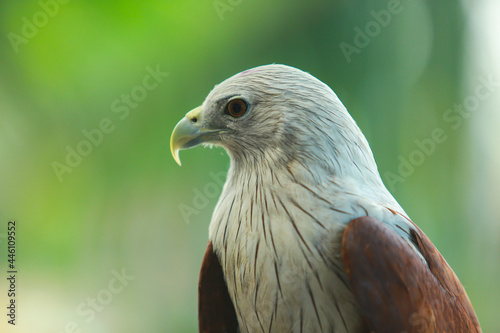 close up of a falcon