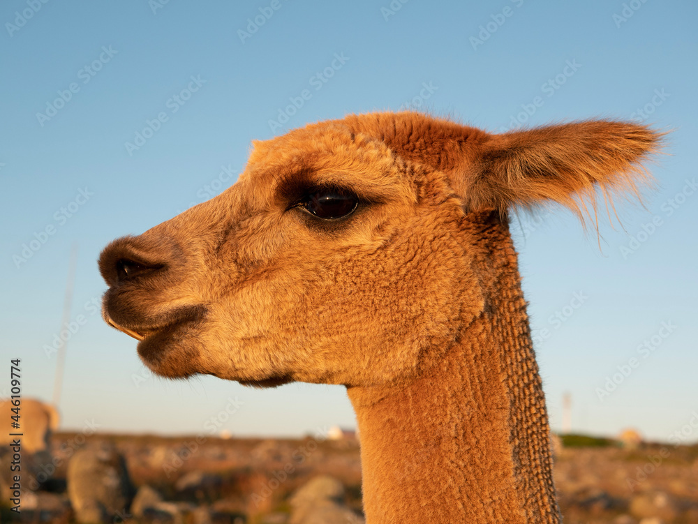 Obraz premium camel in zoo