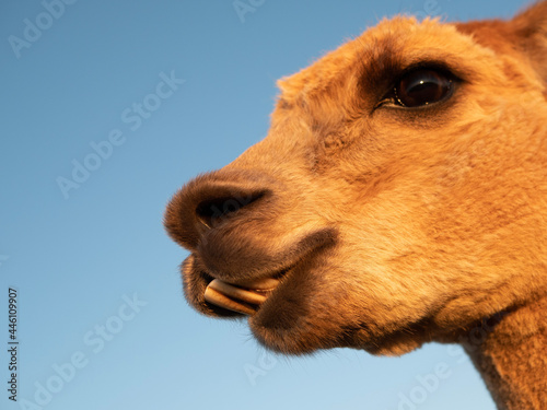 portrait of a camel © Jonas