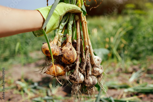 Gardener harvesting onions and garlic in summer garden holding bunch of picked vegetables. Organic farming