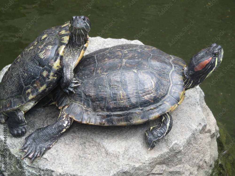 Obraz premium turtles mating season, turtles