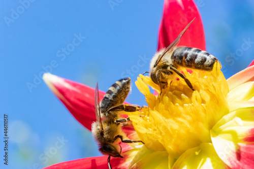 Two honey bee collecting pollen at yellow stamens in a flower with blue sky on a background. A bee working on a garden flower.