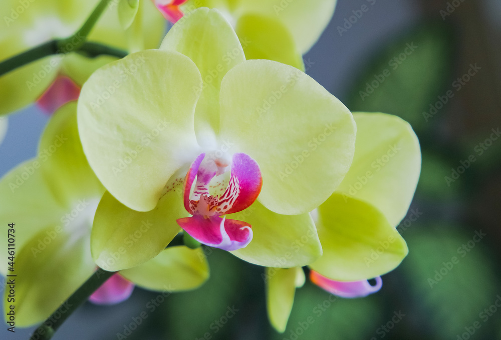 Orchideen Orchideen