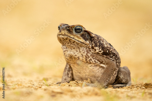 The cane toad (Rhinella marina), also known as the giant neotropical toad or marine toad, is a large, terrestrial true toad native to South and mainland Central America