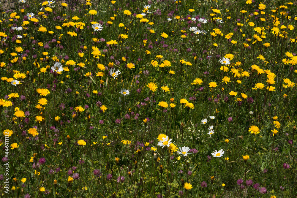 flowers in alpine meadows