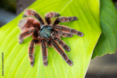 Fototapeta Naklejka Na Ścianę i Meble -  The Antilles pinktoe tarantula (Caribena versicolor), also known as the Martinique red tree spider or the Martinique pinktoe is popular as a spider pet because of its docile character and unique color