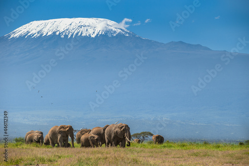Elephants in the scape