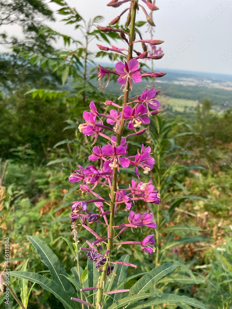 Pink wildflowers in the mountains Pink wildflowers in the mountains