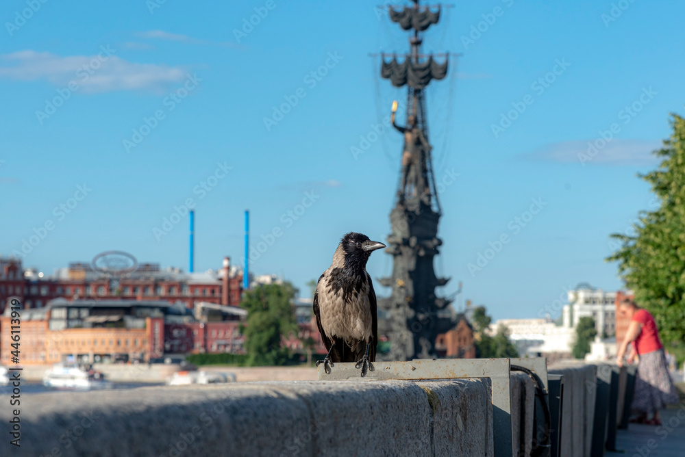 Grey crow sitting on parapet in fron of Peter the Great's monument in Moscow