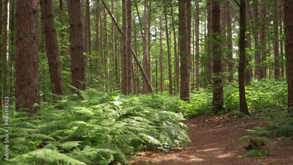 Trail in pine tree and bracken forest Trail in pine tree and bracken forest