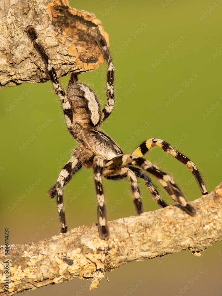 Poecilotheria ornata, known as the fringed ornamental or ornate tiger