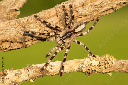Poecilotheria ornata, known as the fringed ornamental or ornate tiger spider, is a large arboreal tarantula, which is endemic to Sri Lanka. 