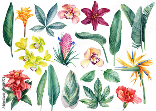 Fotografía Set of tropical flowers and leaves on an isolated white background, watercolor i