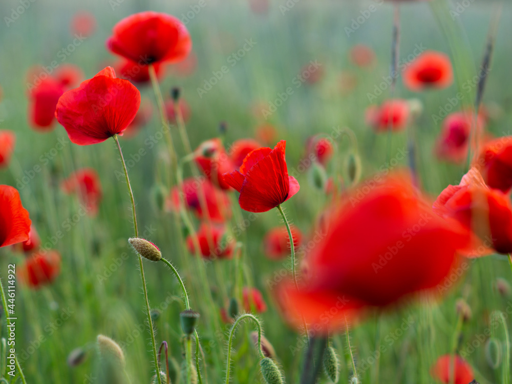 Obraz premium pole makow