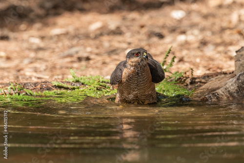 common sparrowhawk bathing in the forest pond and looking in profile (accipiter nisus)