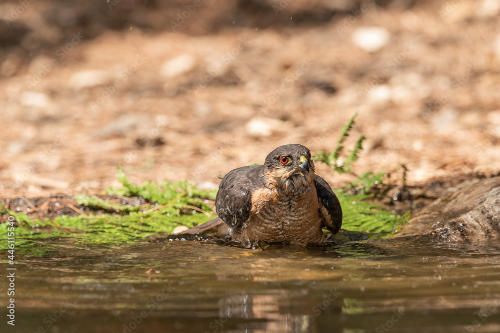 common sparrowhawk bathing in the forest pond and spreading its wings (accipiter nisus) common sparrowhawk bathing in the forest pond and spreading its wings (accipiter nisus)