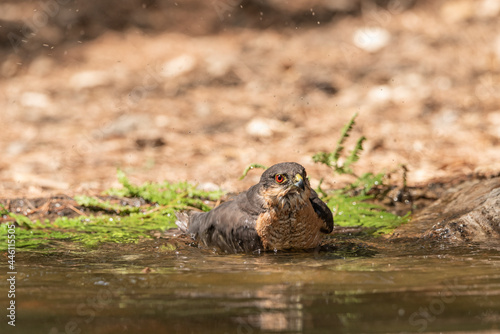 common sparrowhawk bathing in the forest pond with its head in the water  accipiter nisus 