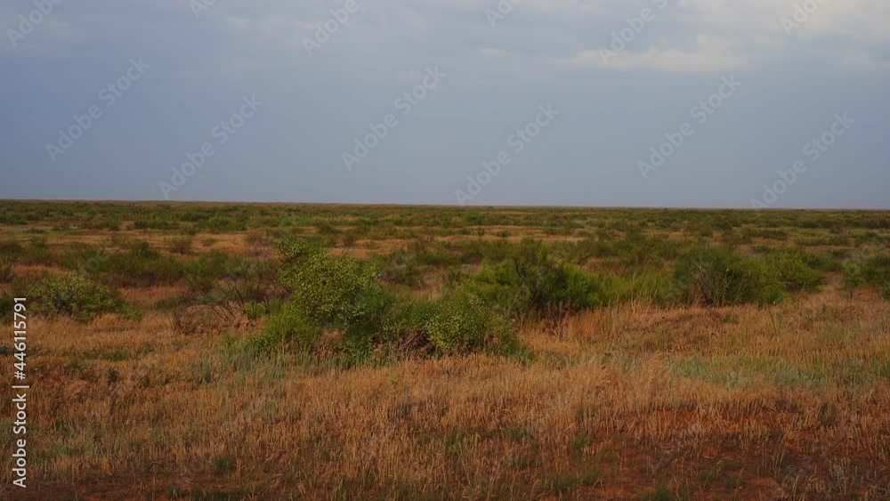 Native Grasses of Kalmykia Steppe, Russia. Grassland on Windy Day Native Grasses of Kalmykia Steppe, Russia. Grassland on Windy Day