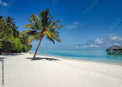 Fototapeta Naklejka Na Ścianę i Meble -  Palm tree on the beach of the Maldives island on the shores of the Indian Ocean. Summer vacation, travel and resort concept.