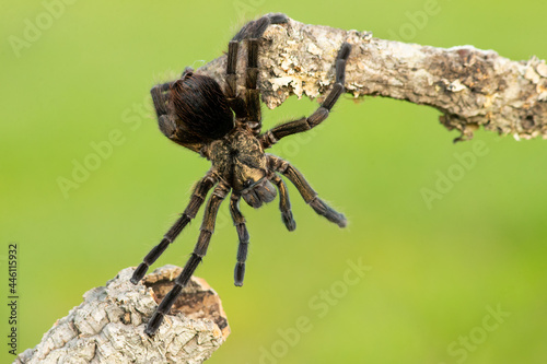 Phormictopus auratus, commonly known as the Cuban bronze tarantula, is a species of tarantula endemic to Cuba. photo
