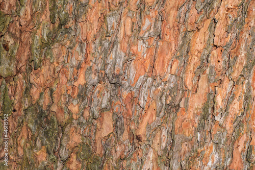 The scaly texture of the pine tree bark with a copper tinge of color. Natural organic background