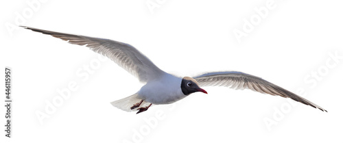 single isolated black-head seagull flight
