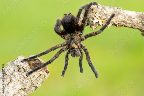 Phormictopus auratus, commonly known as the Cuban bronze tarantula, is a species of tarantula endemic to Cuba. photo