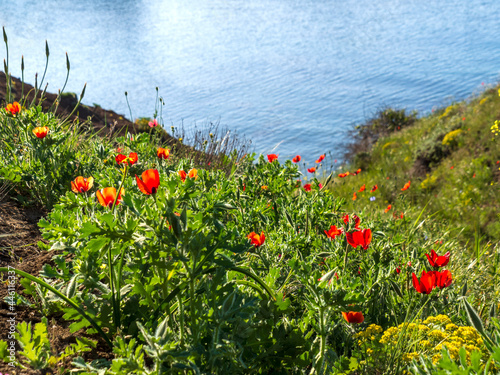 There are many red poppies in the green grass on the rocky shore of the Black Sea in the Crimea. Narcotic, medical flowers and herbs.