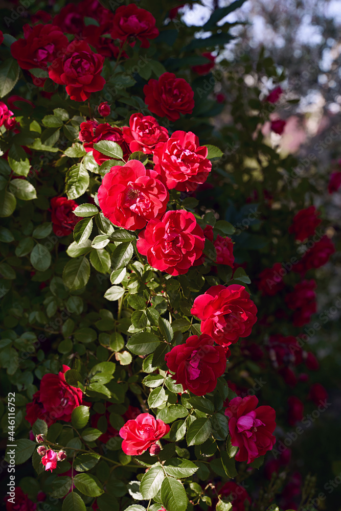 Red roses bush in the summer garden