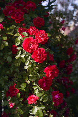Obraz na płótnie Red roses bush in the summer garden w salonie