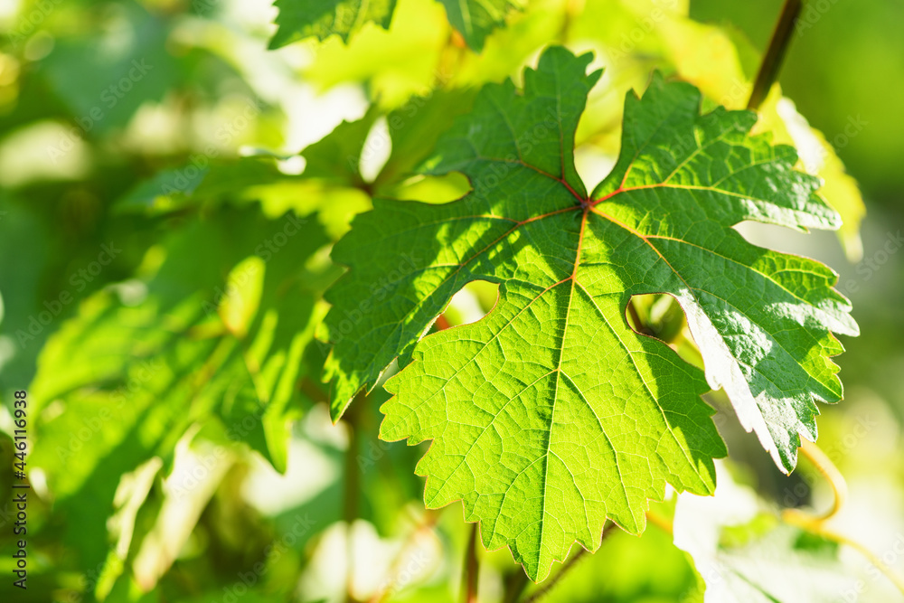 Green leaves of grapes background, close up. Spring and summer background Green leaves of grapes background, close up. Spring and summer background