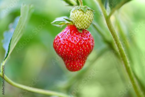 Ripe strawberries in the garden, close up. Harvesting concept.