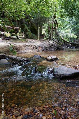 stream in the forest