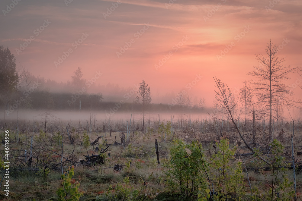 Fototapeta premium Abode Of Spirits Paltinskoe swamp, Perm Region.