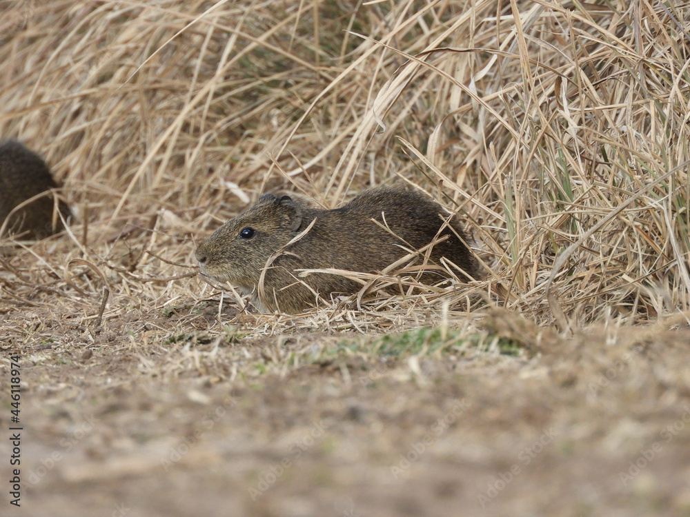 Fototapeta premium Cavia aperea