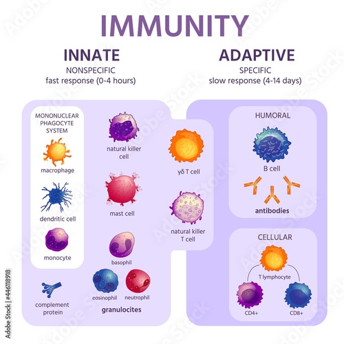 Innate and adaptive immune system. Immunology infographic with cell types. Immunity response, antibody activation, lymphocytes vector scheme photo