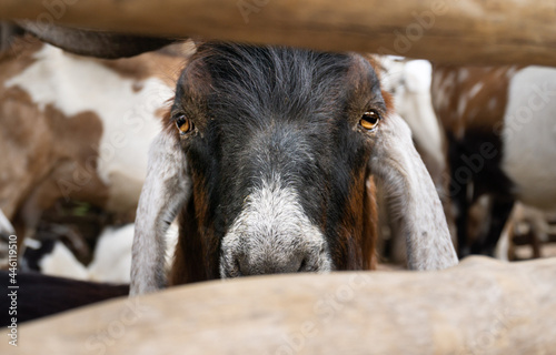 Día de campo y animales en el rancho. photo