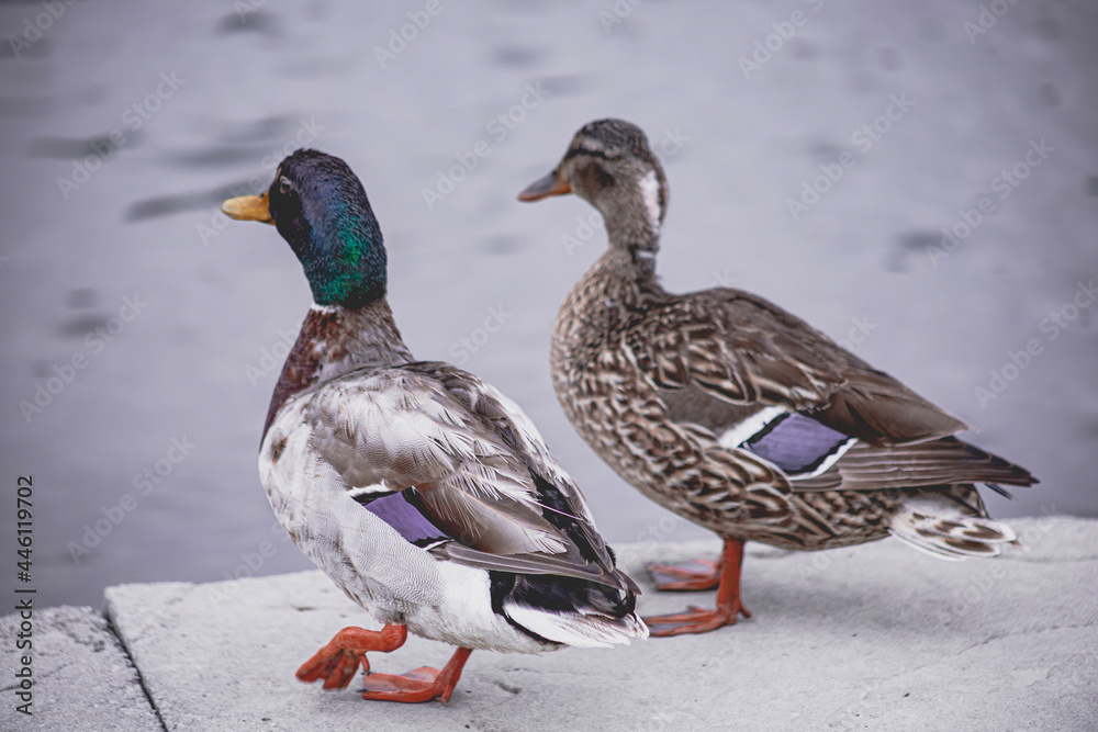 duck in the snow duck in the snow