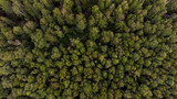 trees from drone, birdseyeview