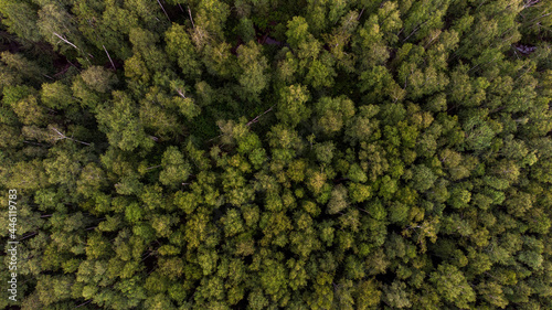 trees from drone, birdseyeview © Лев Корниенко