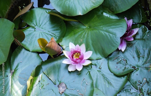 Water Lily 