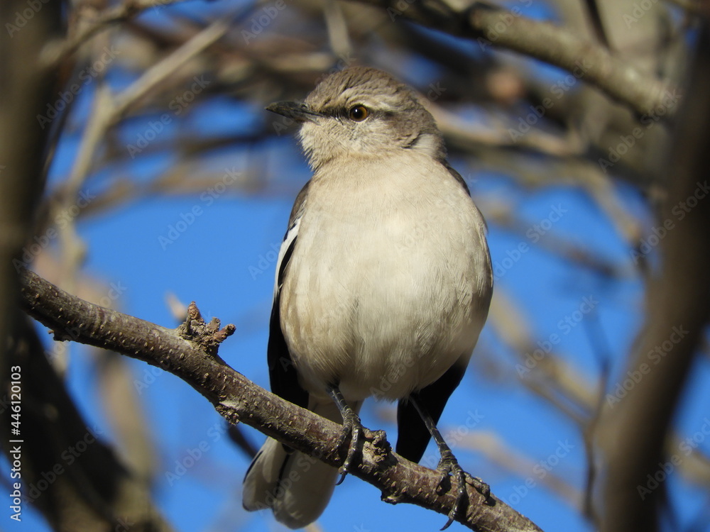 Obraz premium Mimus patagonicus 