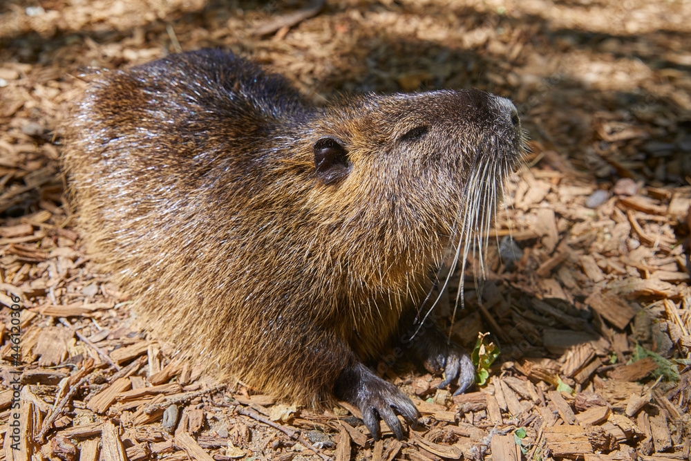 Curious marsh beaver, (nutria) close-up. Curious marsh beaver, (nutria) close-up.
