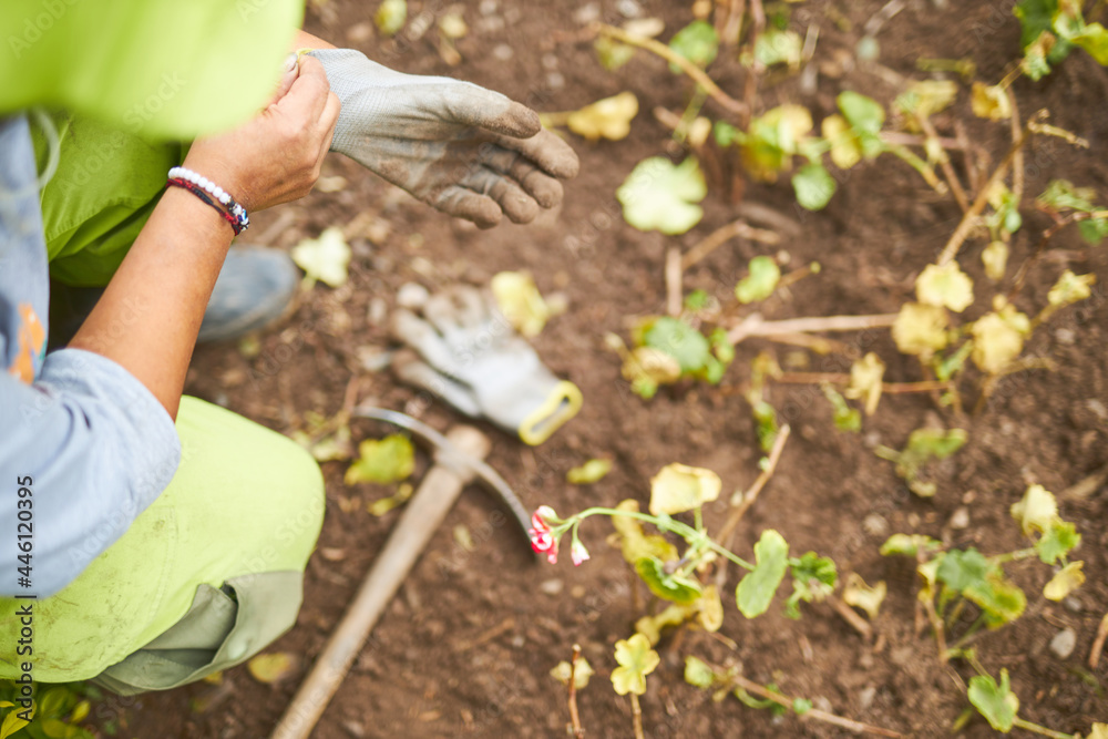 Naklejka premium mujer latina trabajando en mantenimiento de jardin de un parque y poniendose un guante