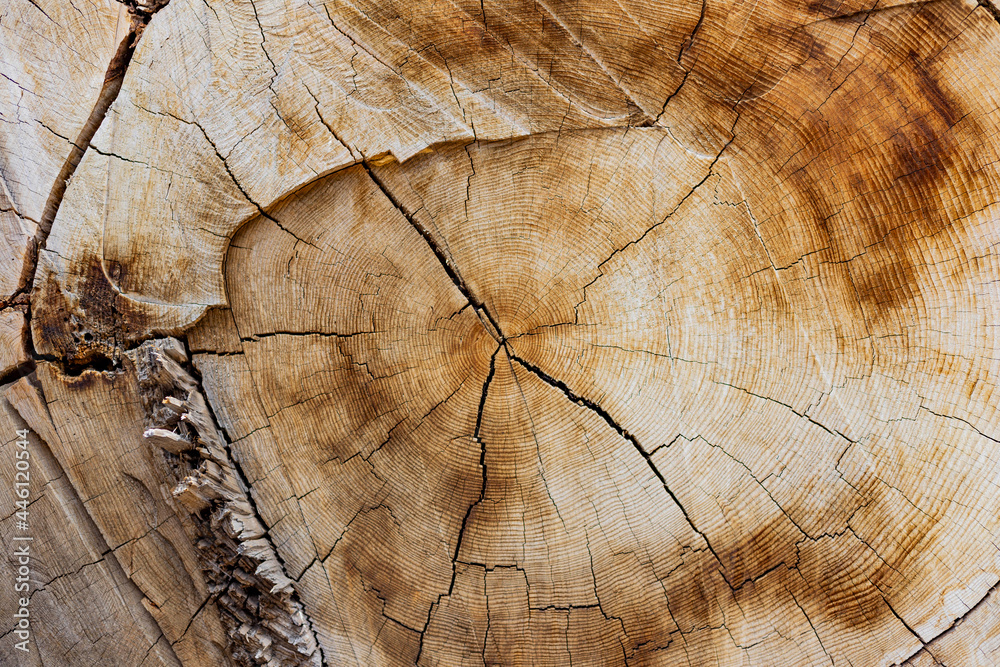 Fototapeta premium wood texture