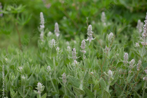 mountain flowers