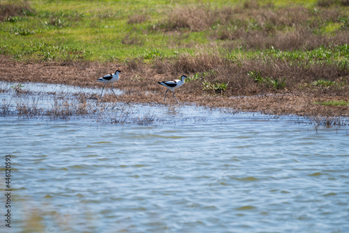 View from observation post on nature reserve area for birds protection in Zeeland  Netherlands